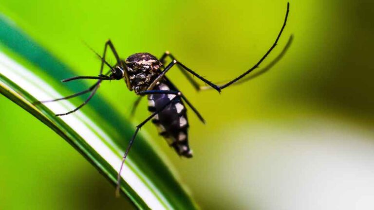 malaria prevention